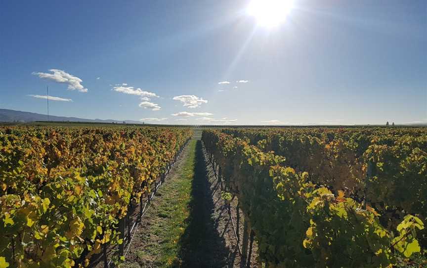 Mc Arthur Ridge Vineyard, Alexandra, New Zealand