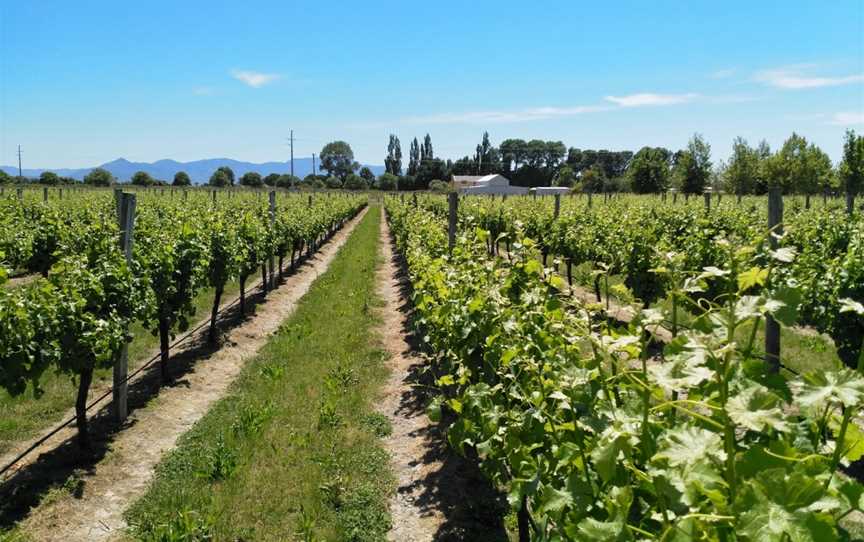 Mount Riley Wines, Riverlands, New Zealand