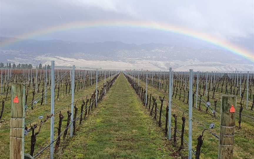 Zebra Nz Vineyards, Bendigo, New Zealand