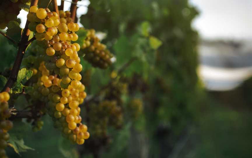 Dog Point Vineyard, Renwick, New Zealand