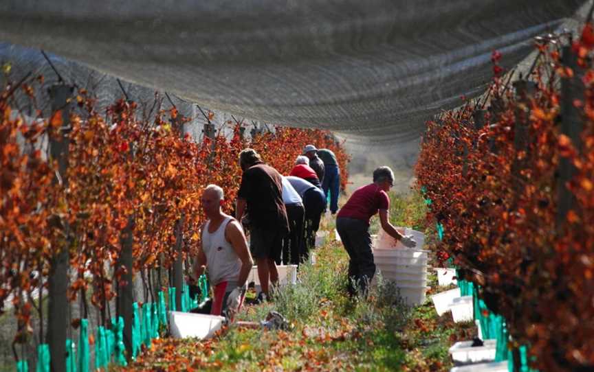 Maori Point Vineyard, Tarras, New Zealand