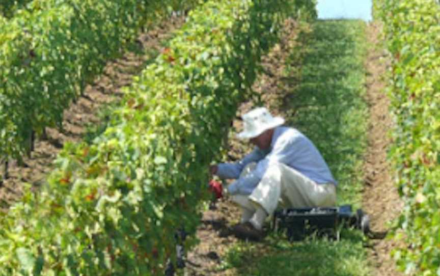 Gillman Vineyard, Wineries in Matakana