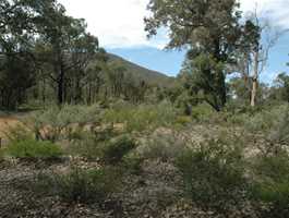 Red Gum Springs