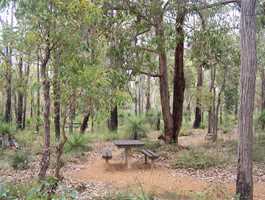 Grevillea Mycumbene