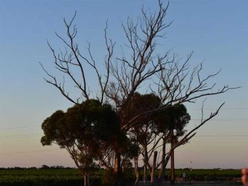 A Coonawarra Experience, Penola, SA