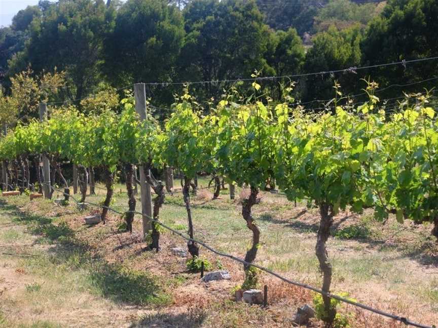 Every Man and His Dog Vineyard, Richmond, TAS