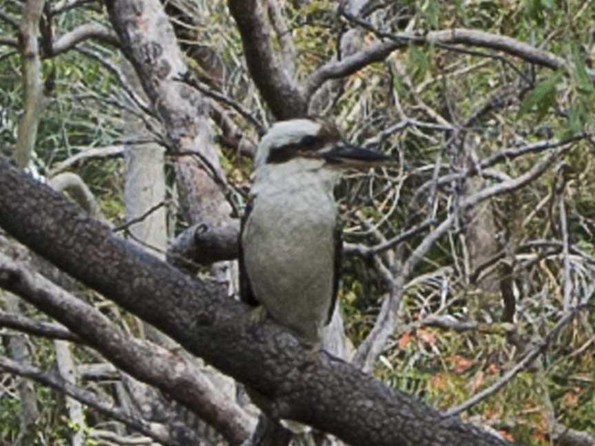 Marramaninjie, Arcadia, QLD