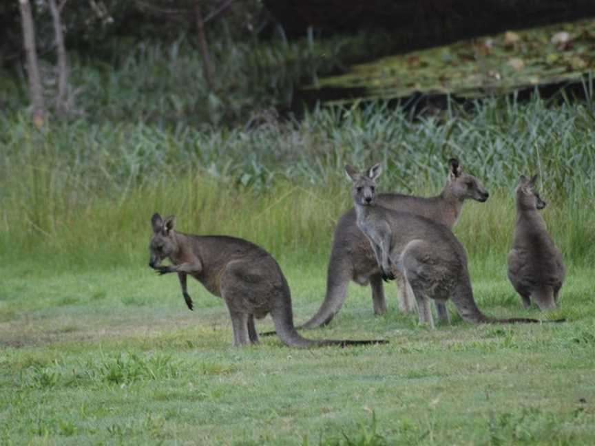 Bellbrae Harvest, Bellbrae, VIC