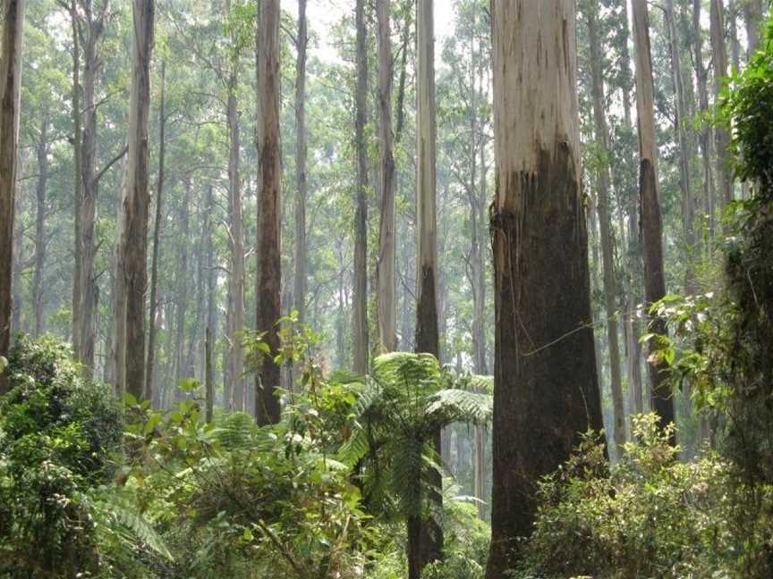 Mountain Element Retreats, Ferny Creek, VIC