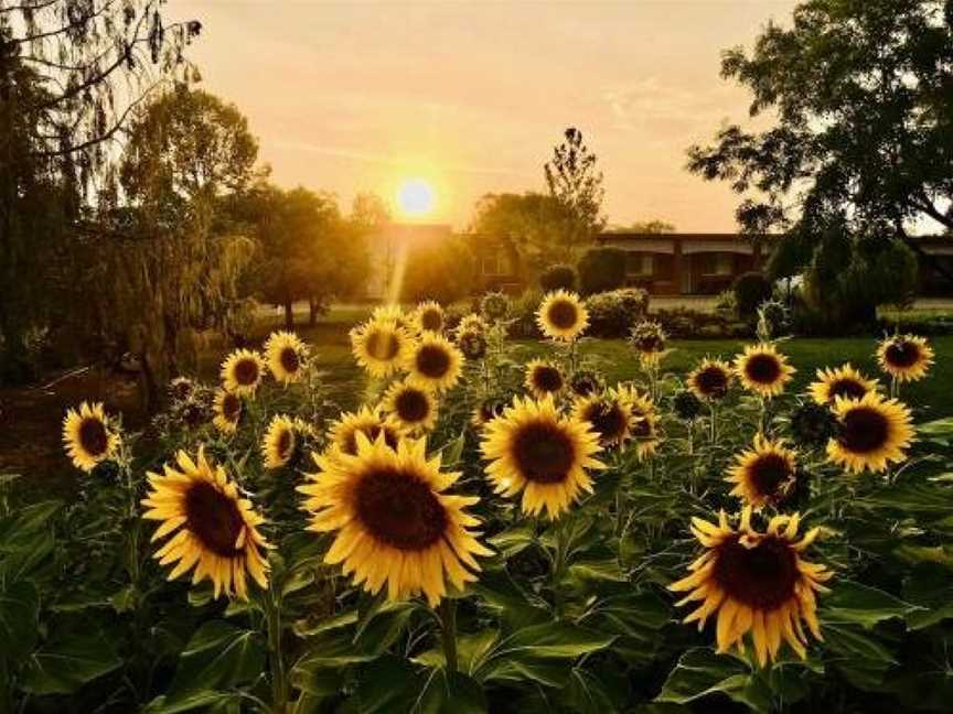 Quirindi Sunflower Motor Inn, Quirindi, NSW