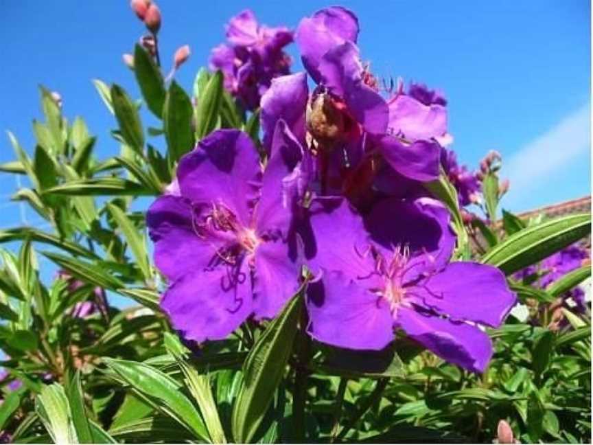 LAVENDER GROVE FARM, Tea Gardens, NSW