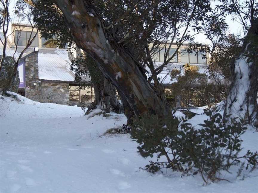 Snowy Gums Smiggins, Kosciuszko National Park, NSW