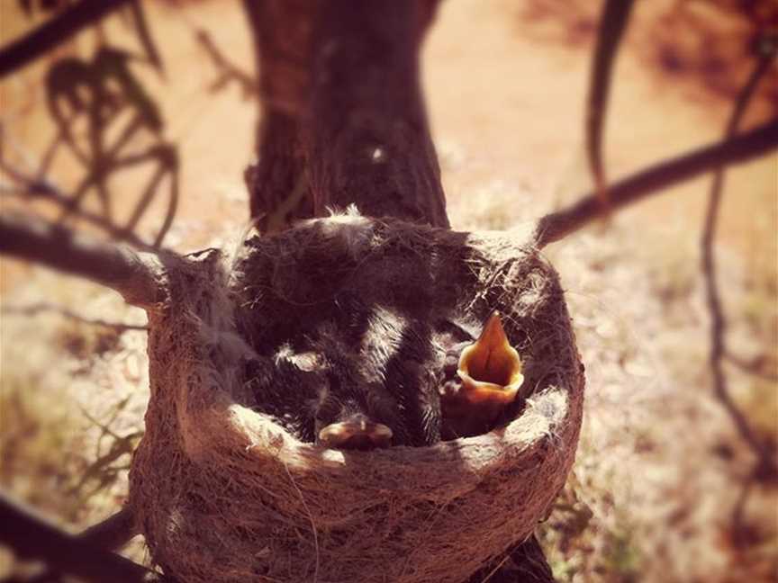 Baby Birds at Wooleen Station