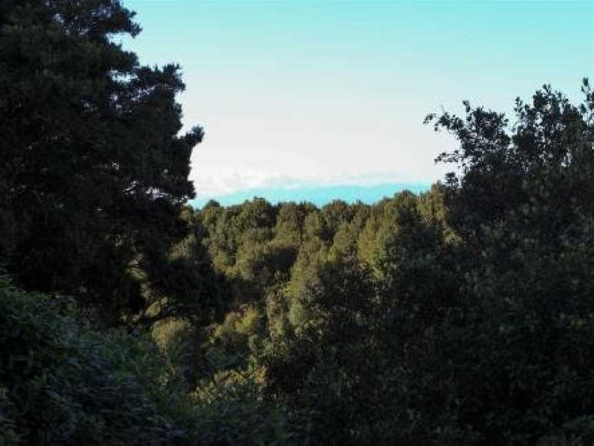 the cabbage tree, Hokitika, New Zealand