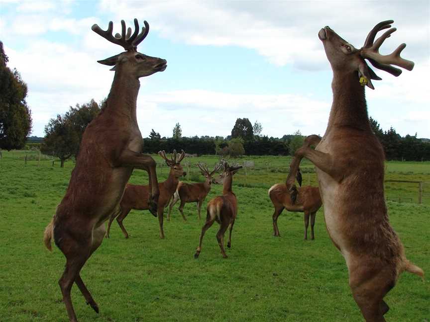 McIvor Lodge, Invercargill, New Zealand