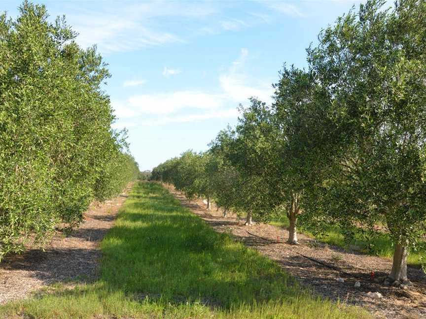 Jumanga Olive Grove, Tourist attractions in Carabooda