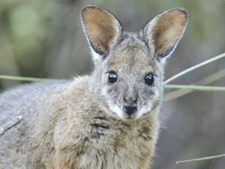 Paruna Sanctuary, Tourist attractions in Gidgegannup