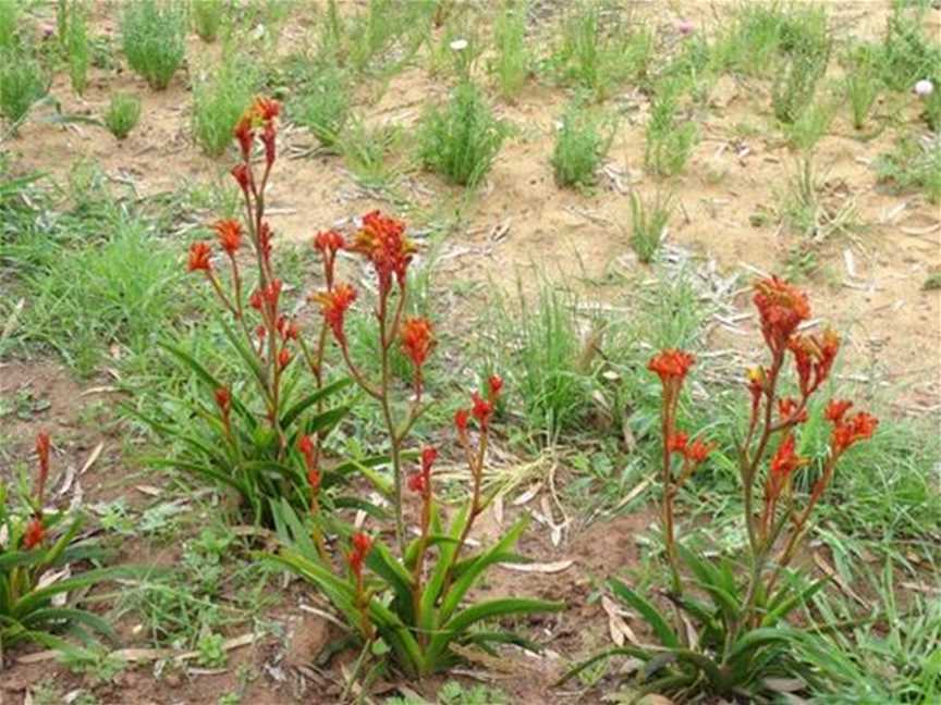 Western Wildflower Farm, Tourist attractions in Moora