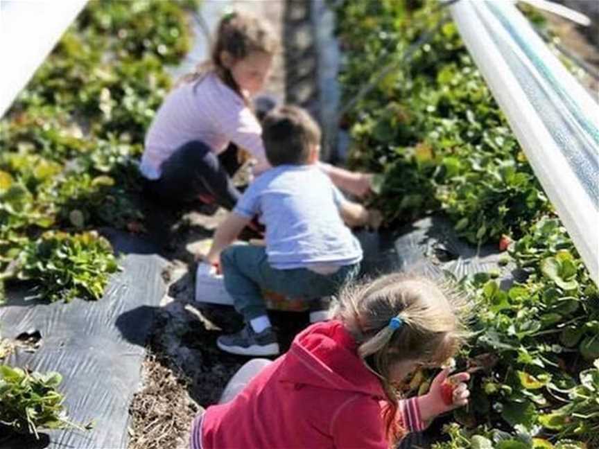 Kien Strawberry Farm, Tourist attractions in Gnangara