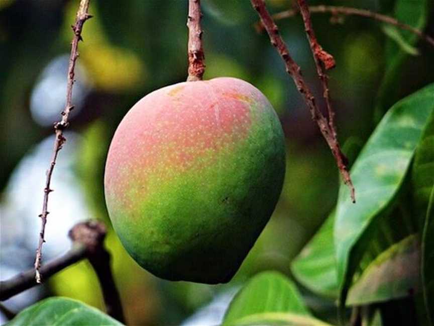 Perth Mango Farm, Tourist attractions in Neerabup