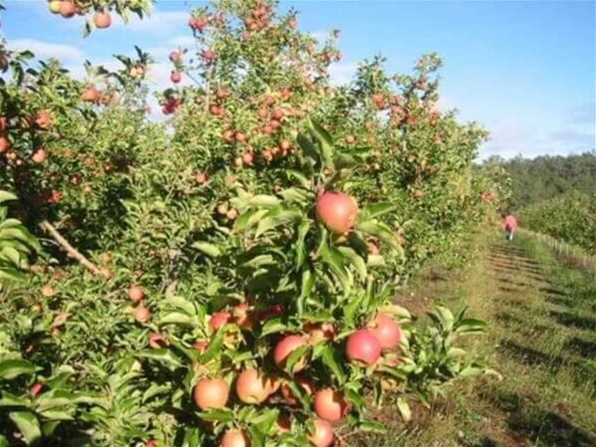 Pick Your Own At Spring Valley Orchard, Tourist attractions in Donnybrook