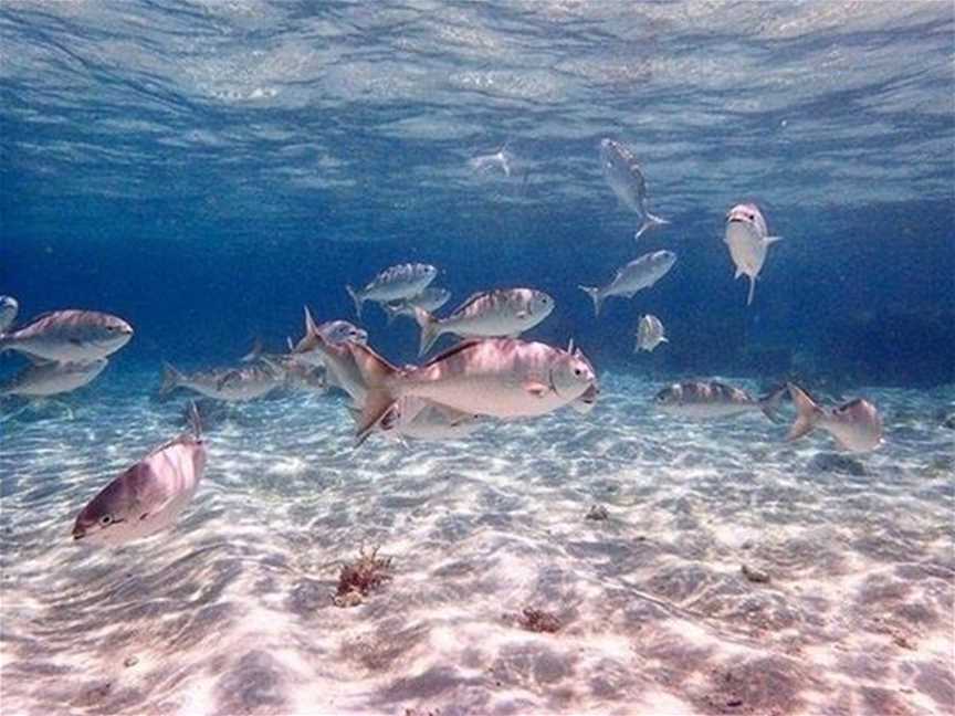 Salmon Bay, Tourist attractions in Rottnest Island