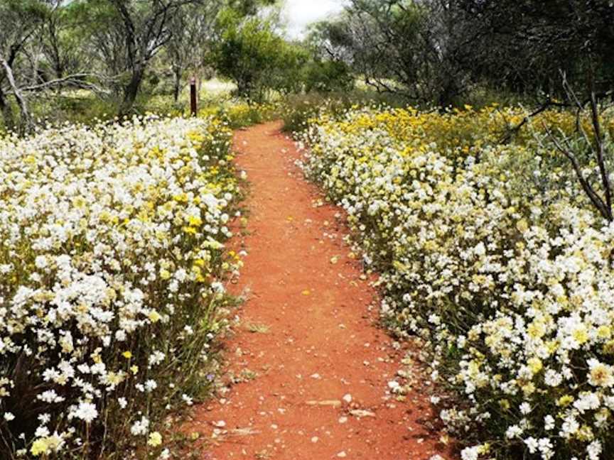 Mullewa Wildflower Walk, Tourist attractions in Mullewa