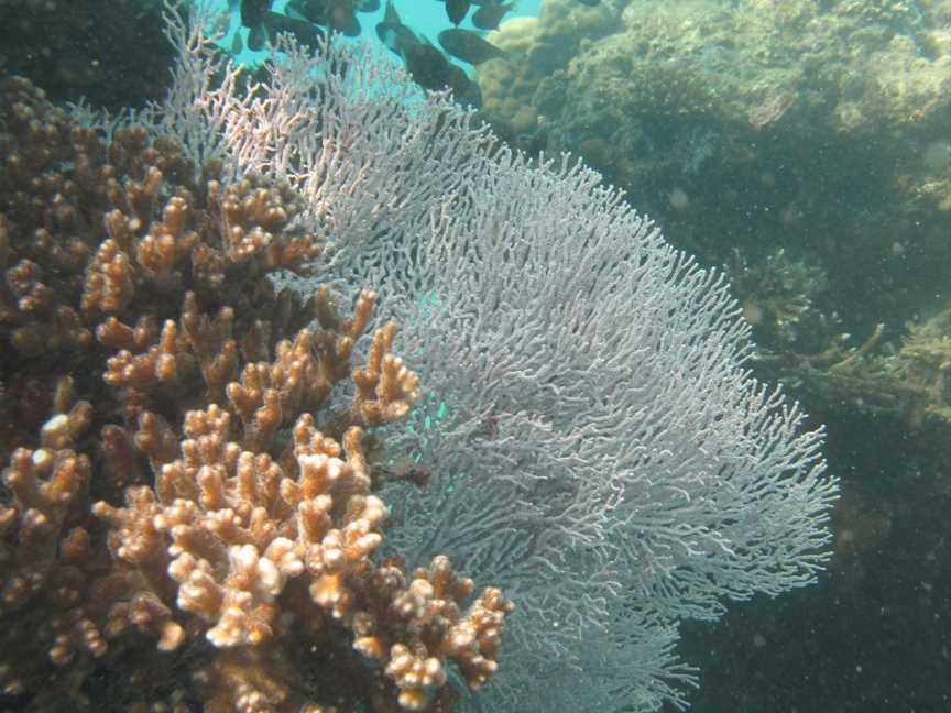 Barrow Island Marine Management Area