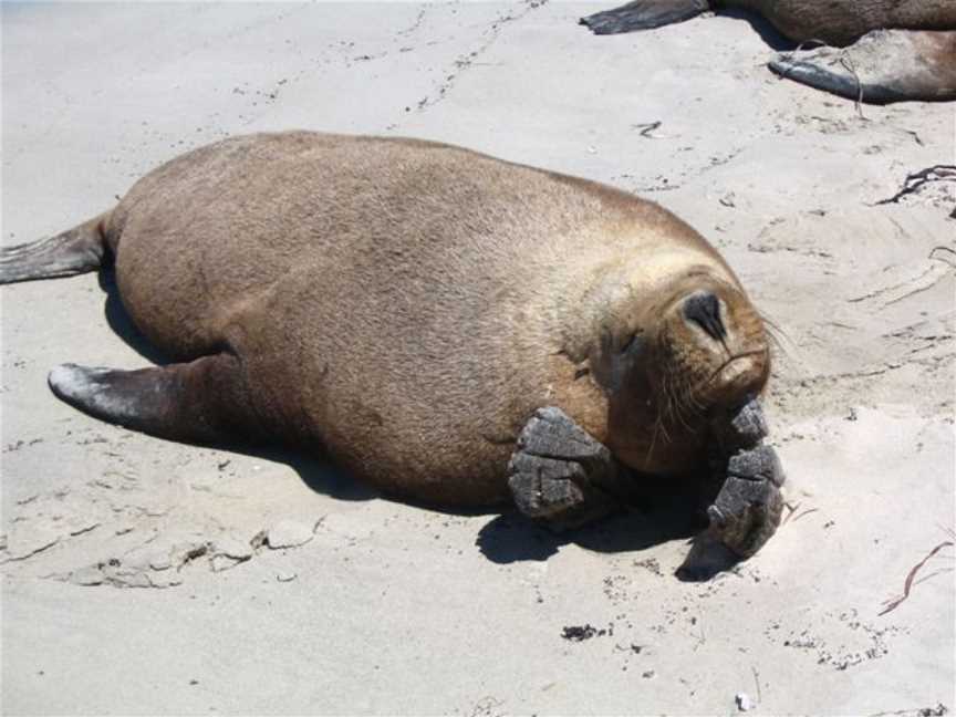 Carnac Island Nature Reserve