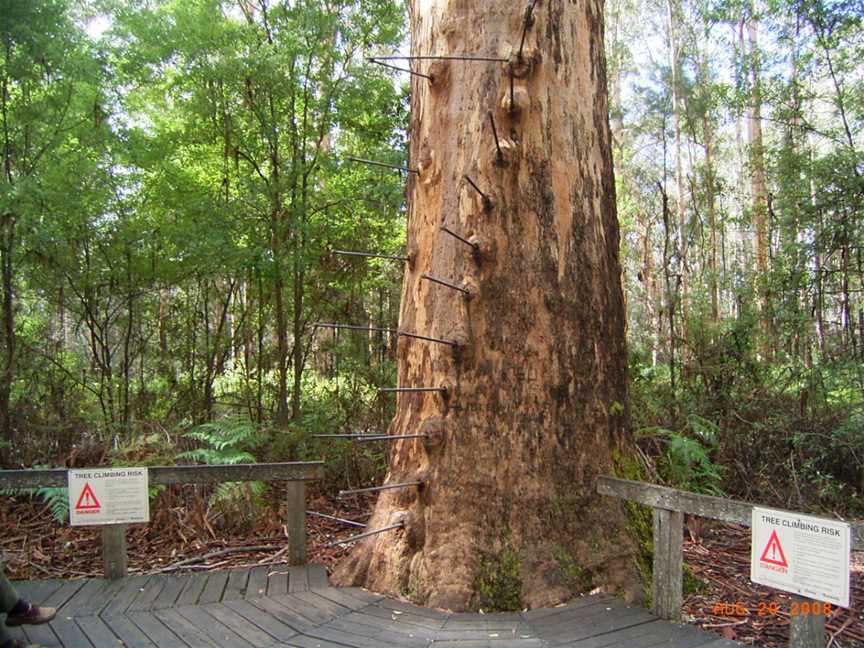 Gloucester Tree