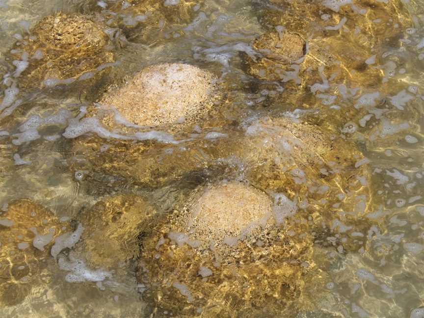 Lake Clifton Thrombolites