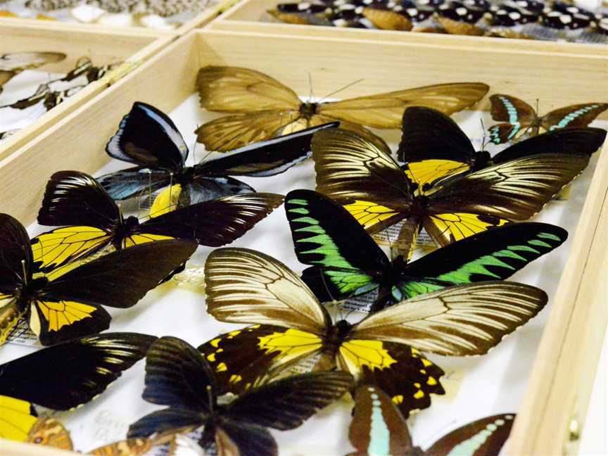 Butterfly Museum, Kuranda, QLD