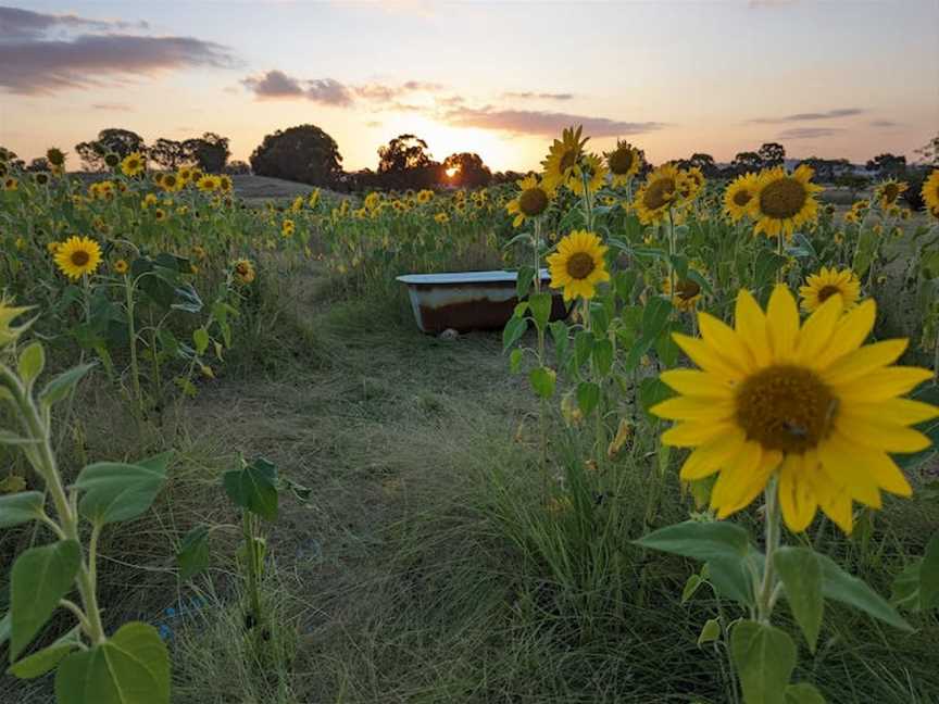 Mudgee Sunflowers and The Old School House 1883, Tourist attractions in Home Rule