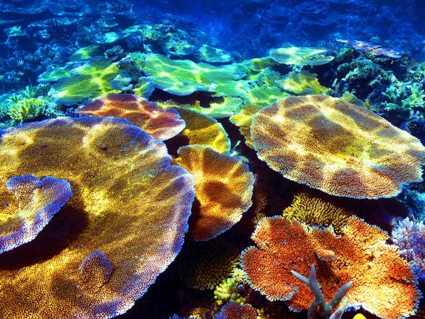 Into The Blue Gallery Australia Shane Batham, Airlie Beach, QLD