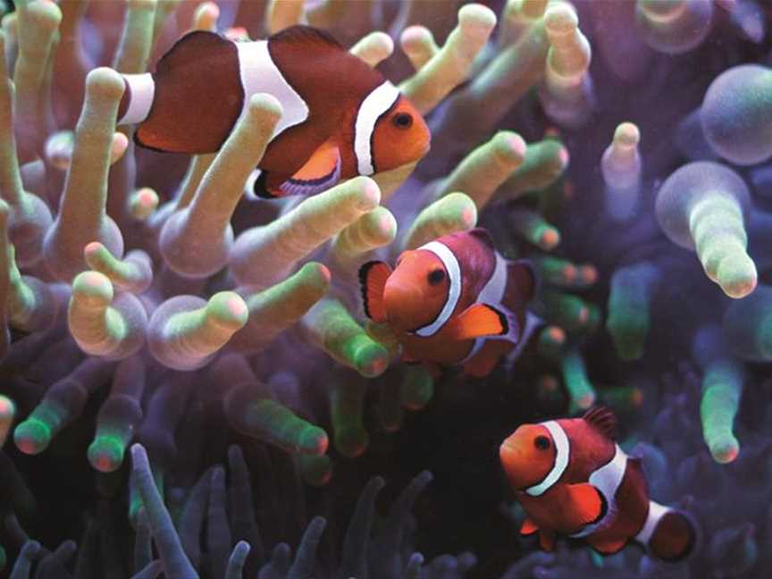 Clown Anemonefish