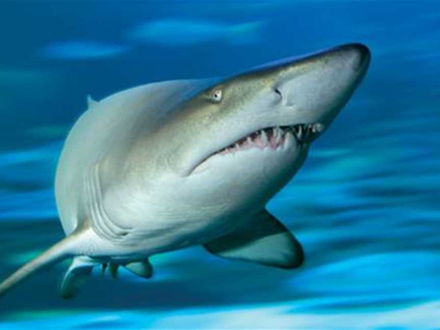 Grey Nurse Shark