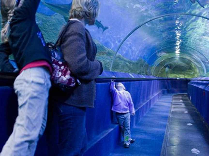 Australia's largest walk-through aquarium