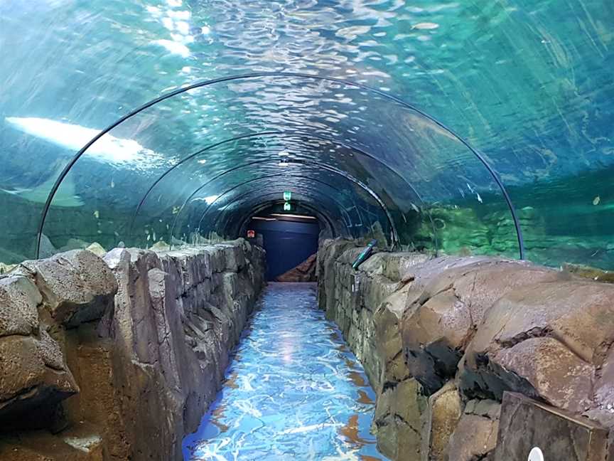 SEA LIFE Sydney Aquarium, Sydney, NSW