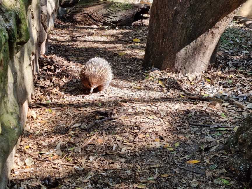 Featherdale Sydney Wildlife Park, Doonside, NSW