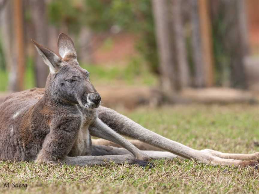 Healesville Sanctuary, Healesville, VIC