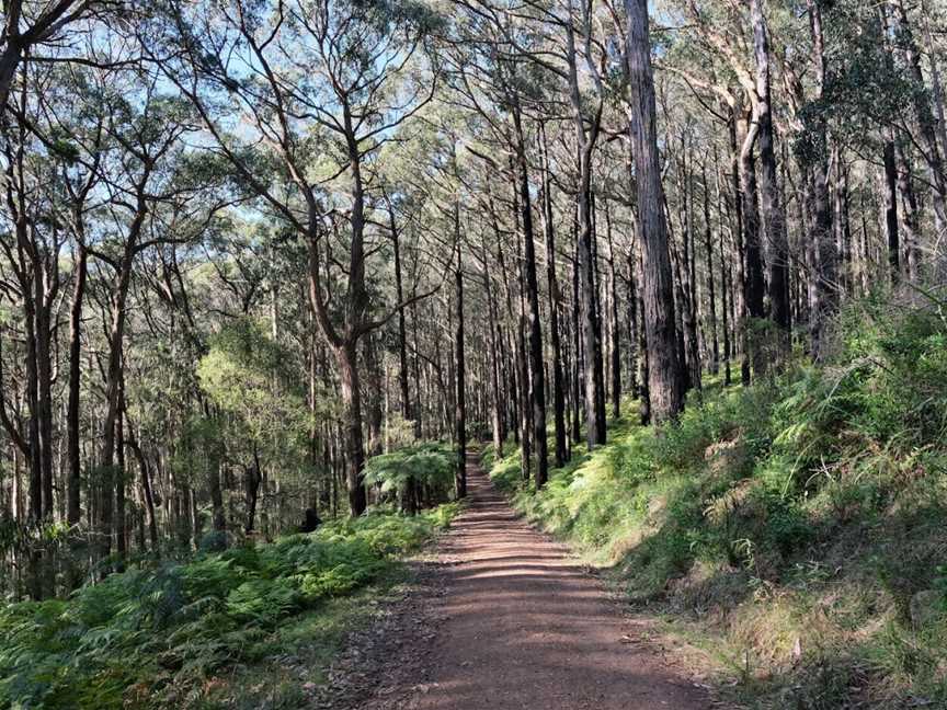 Dandenong Ranges National Park, Tremont, VIC