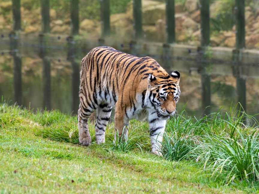 Sydney Zoo, Bungarribee, NSW