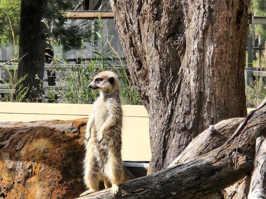 Taronga Western Plains Zoo, Dubbo, NSW