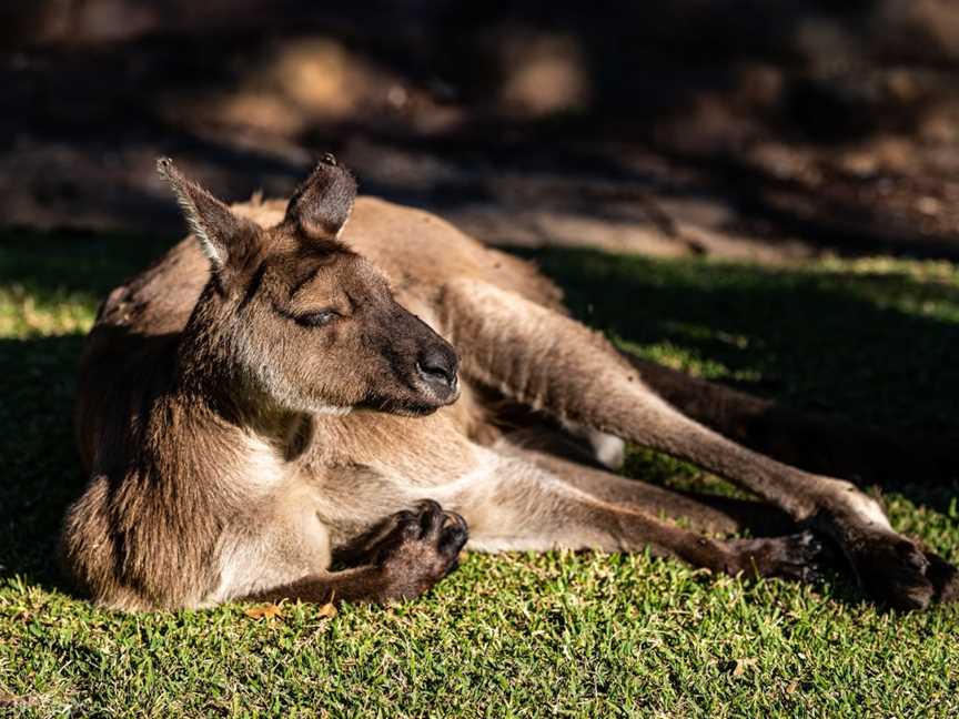 Australian Reptile Park, Somersby, NSW