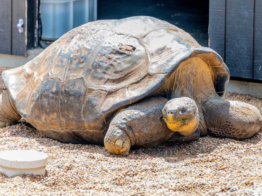 Australian Reptile Park, Somersby, NSW