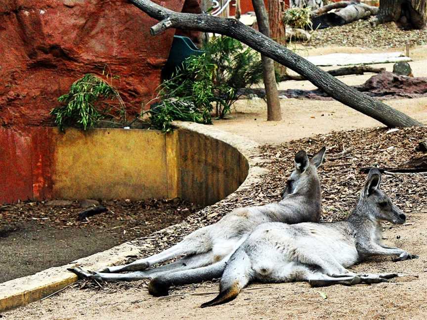 WILD LIFE Sydney Zoo, Sydney, NSW