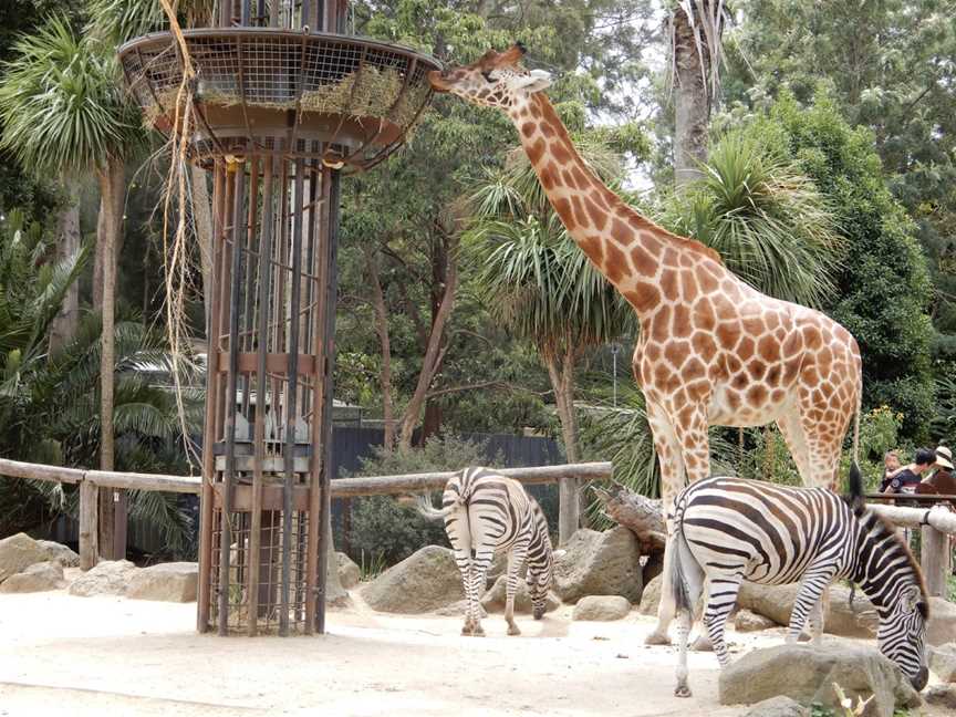 Melbourne Zoo, Parkville, VIC