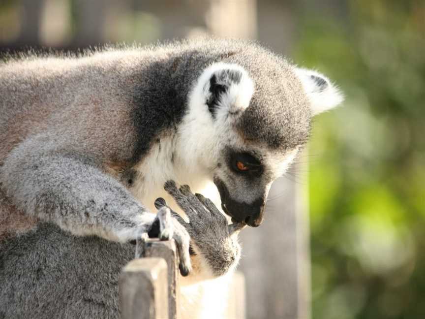 Melbourne Zoo, Parkville, VIC