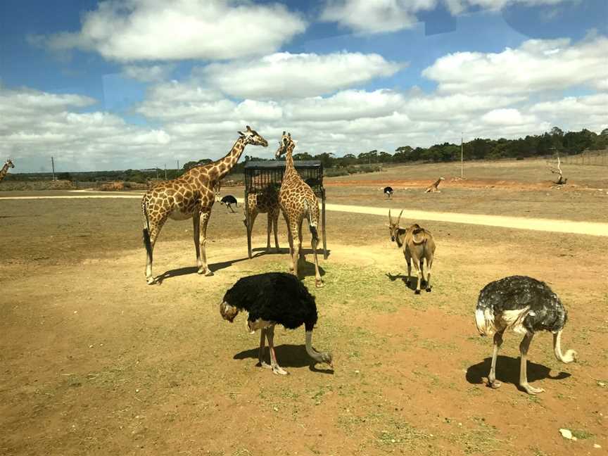 Monarto Safari Park, Monarto, SA