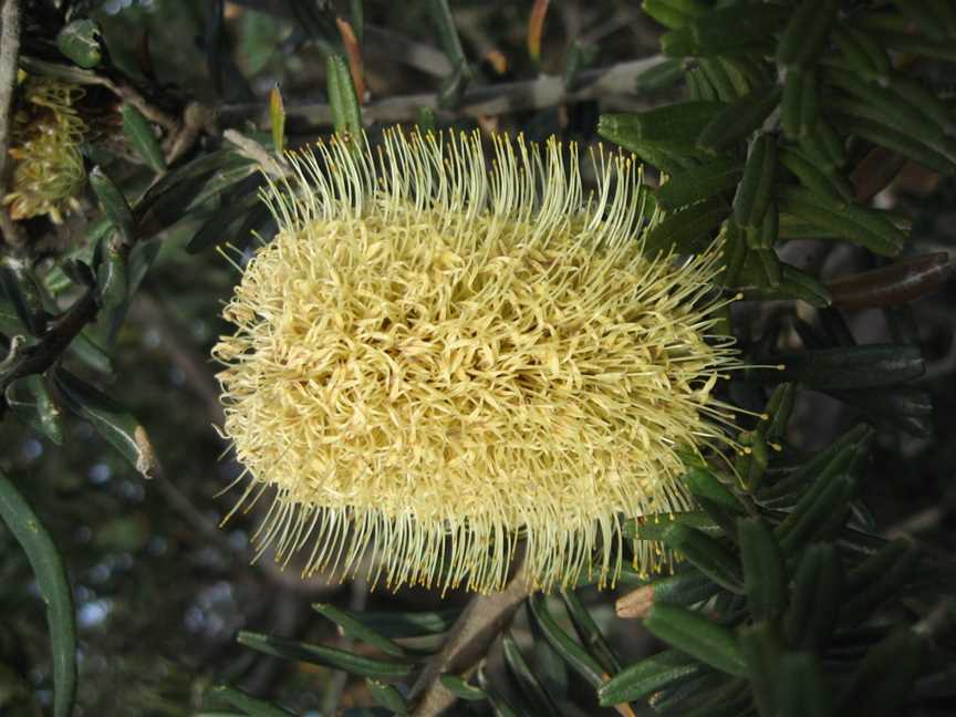 Freycinet National Park, Coles Bay, TAS